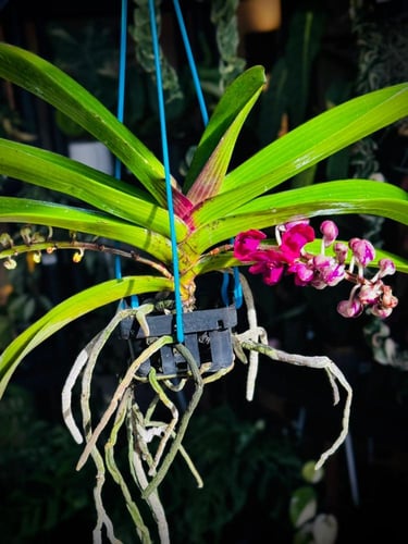 RHYNCHOSTYLIS GIGANTEA