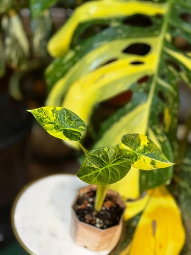 Alocasia Dragon Scale Mint
