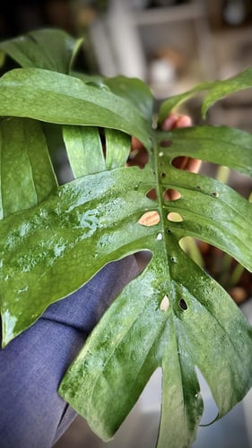 AMYDIUM MEDIUM SPIDER