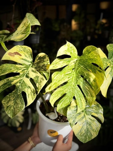 MONSTERA DELICIOSA LEGAZY