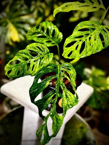 MONSTERA LANIATA MOTTLED Variegated