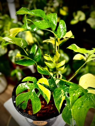 MONSTERA GINNY VARIEGATED