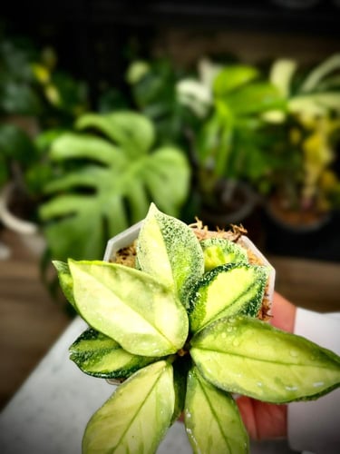 HOYA CARNOSA ARGENTEA PRINCESS