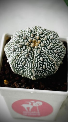 CACTUS MIXED VARIETY