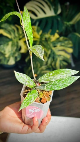 HOYA PUBICALYX SPLASH ALBO