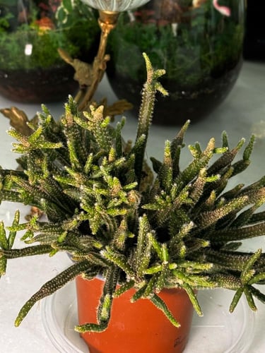 ‏Rhipsalis baccifera subsp.‏ ‏horrida - ريساليس با...