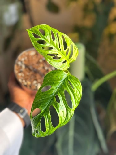 monstera lechleriana