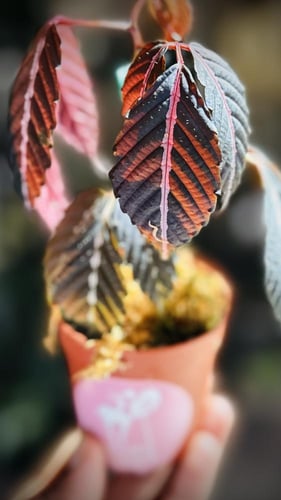 BEGONIA REX MIX VARIETY