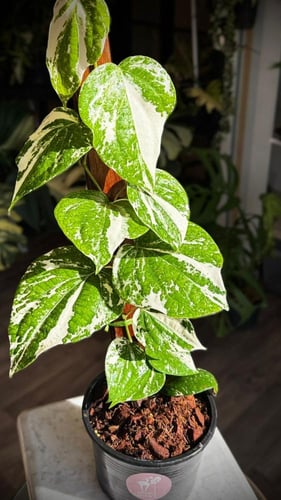 PIPER NIGRUM VARIEGATED