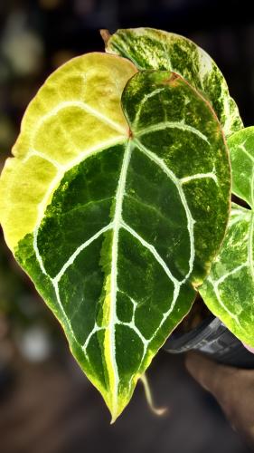ANTHURIUM CRYSTALLINUM VARIEGATED