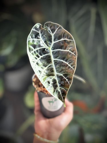 ALOCASIA WATSONIANA PINK