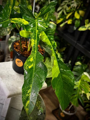 PHILODENDRON JOEPII Variegated