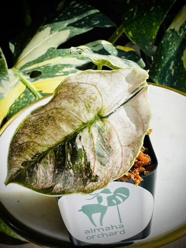 ALOCASIA AZLANII PINK