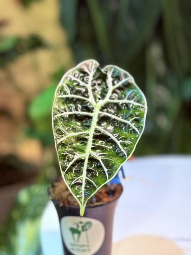 ALOCASIA WATSONIANA PINK