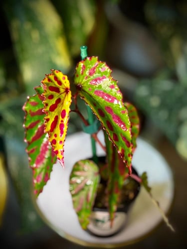 BEGONIA REX MIX VARIEGATED