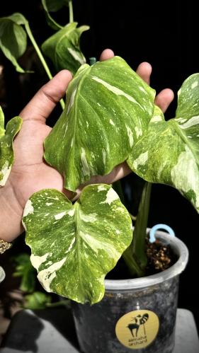 MONSTERA TRICOLOR MUT