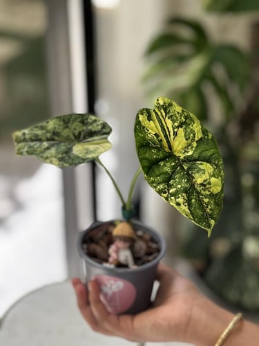 ALOCASIA DRAGON SCALE ALBO