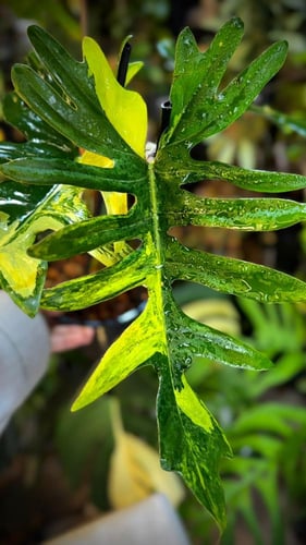 PHILODENDRON (FLORIDA x MAYOI) x MAYOI