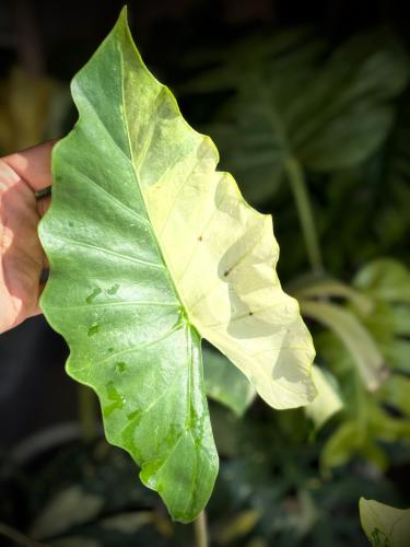 ALOCASIA PORTORA VAR