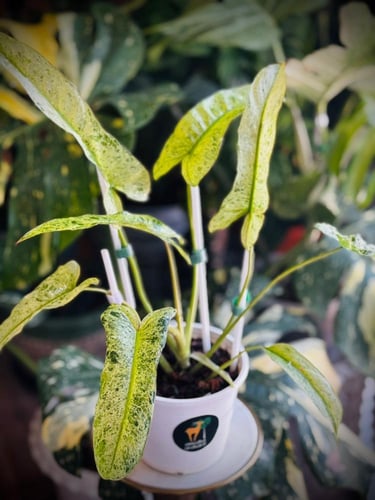 PHILODENDRON BILLIETIAE x PARAISO