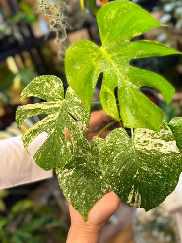MONSTERA SILVER STAR