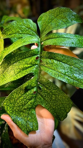 AMYDIUM MEDIUM SPIDER