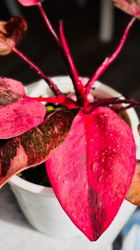 PHILODENDRON PINK PRINCESS MARBLE GALEXY