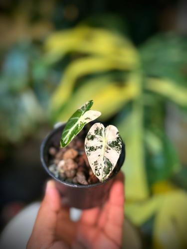 ALOCASIA HEART BALLOON