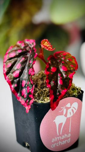 BEGONIA REX MIX VARIETY