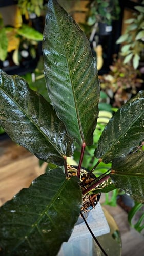 ANTHURIUM HOOKERI BLACK DRAGON
