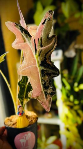 ALOCASIA NOBILIS PINK