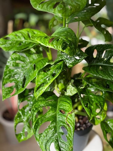 مونستيرا أدانسوني مينت (نعناع) Monstera Adonsoni M...