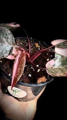 PHILO PINK PRINCESS MAF