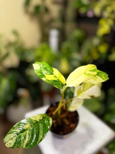 RHAPHIDOPHORA PUBERULA Variegated
