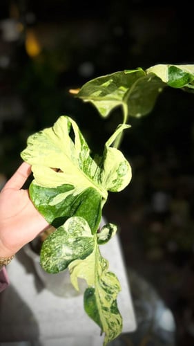 MONSTERA OCEAN MINT