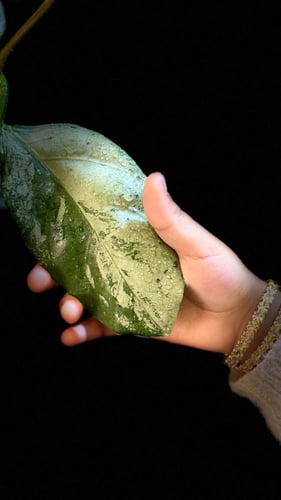 HOYA CORIACEA SILVER