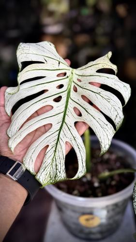 MONSTERA DEVIL MONSTER