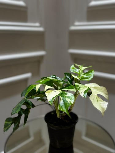 monstera ginny variegated