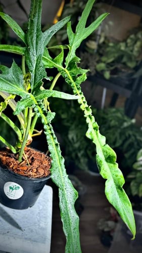 PHILODENDRON BELLE ISLE