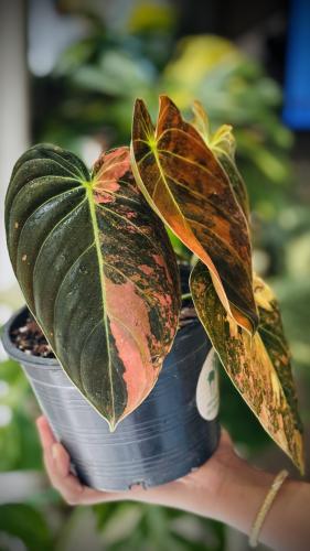 PHILODENDRON MELANO PINK Variegated