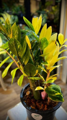 ZAMIOCULCAS ZAMIIFOLIA AUREA VARIEGATED
