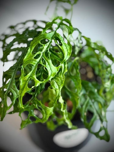 MONSTERA OBLIQUA