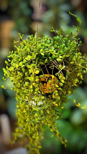 DISCHIDIA NUMMULARIA