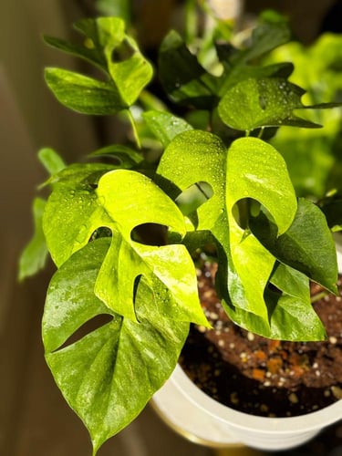 Rhaphidophora tetrasperma Mint