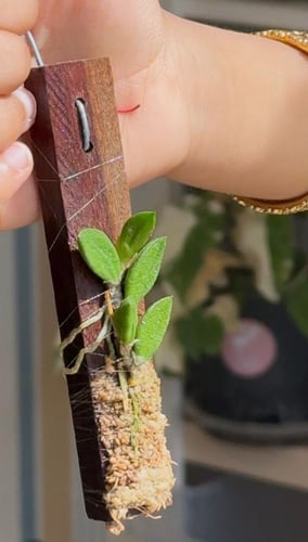 DENDROBIUM LINGUIFORI