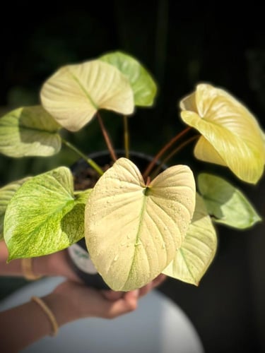 HOMALOMENA RUBESCENS MINT