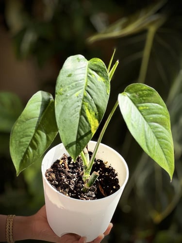 Epipremnum Pinnatum Yellow Variegated - ابيبريمنيو...