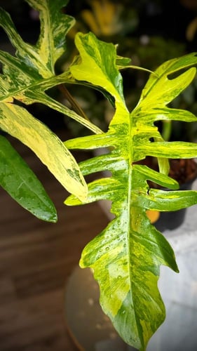 PHILODENDRON FLORIDA X TORTUM