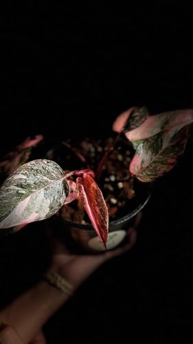 PHILO PINK PRINCESS MAF