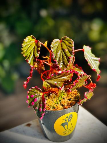BEGONIA DARTHVADERIANA HYBRID